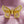 Load image into Gallery viewer, Antique AJ Hedges 14K Gold Pearl Ruby Butterfly Brooch Clip - Boylerpf
