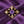 Load image into Gallery viewer, Antique Gold Amethyst &amp; Seed Pearl Convertible Pendant Brooch - Boylerpf
