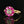 Load image into Gallery viewer, Vintage Gold Moonstone Ruby Halo Ring
