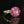 Load image into Gallery viewer, Vintage Gold Moonstone Ruby Halo Ring
