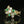 Load image into Gallery viewer, 14K Gold Emerald .50 CTW Diamond Cluster Ring - Boylerpf
