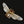 Load image into Gallery viewer, Antique French Art Nouveau Carved Horn Bee Brooch - Boylerpf
