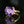 Load image into Gallery viewer, ON HOLD Vintage 14K Gold Amethyst Heart Ring - Boylerpf
