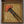 Load image into Gallery viewer, Antique Victorian Coral Hair Pin in Gilt Silver and Shell - Boylerpf
