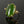 Load image into Gallery viewer, Vintage Gold Green Jade Cabochon Statement Ring - Boylerpf
