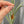 Load image into Gallery viewer, Arts and Crafts Silver Leaf Cabochon Drop Amber Earrings - Boylerpf
