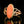 Load image into Gallery viewer, Gold Marquise Cabochon Natural Salmon Coral Ring - Boylerpf
