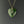 Load image into Gallery viewer, Antique Seed Pearl Jade Heart Pendant Necklace - Boylerpf
